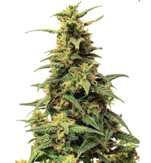 1750423603262.png 1750423603262.png