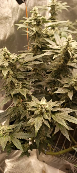 IMG_20250620_180332_102.jpg IMG_20250620_180332_102.jpg