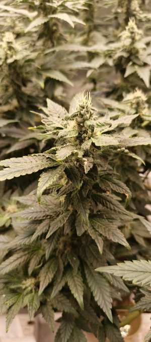 IMG_20250620_180329_004.jpg IMG_20250620_180329_004.jpg