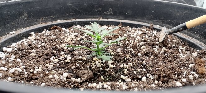 IMG_20250621_114720.jpg IMG_20250621_114720.jpg