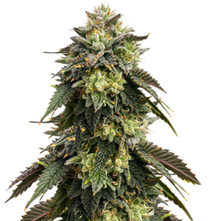 1750595563487.png 1750595563487.png