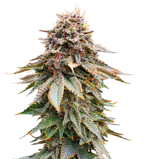 1750595579697.png 1750595579697.png