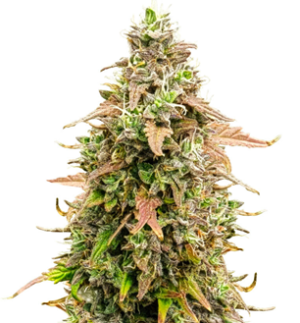 1750595593713.png 1750595593713.png