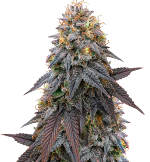 1750680479321.png 1750680479321.png