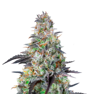 1750680496177.png 1750680496177.png