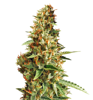 1750680509900.png 1750680509900.png