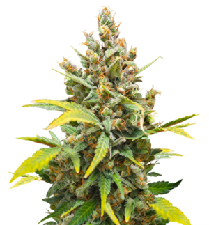 1750769130149.png 1750769130149.png