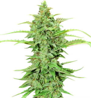 1750769145614.png 1750769145614.png