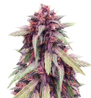 1750772334221.png 1750772334221.png