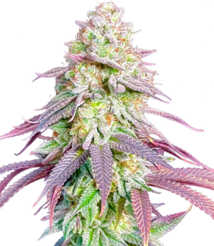 1750780316217.png 1750780316217.png