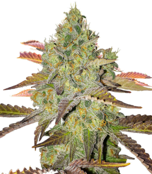 1750964917607.png 1750964917607.png