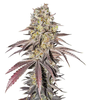 1750964982151.png 1750964982151.png