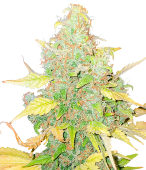 1750965071408.png 1750965071408.png