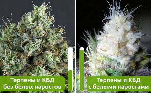 rasteniya-s-belymi-narostami-na-socvetiyah__ln7V4XO5hBkQHiGW.jpg rasteniya-s-belymi-narostami-na-socvetiyah__ln7V4XO5hBkQHiGW.jpg