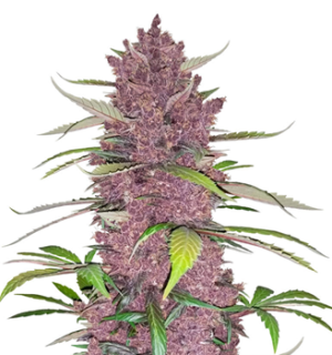 1751114911869.png 1751114911869.png