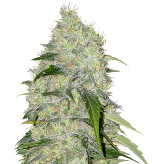 1751381708487.png 1751381708487.png