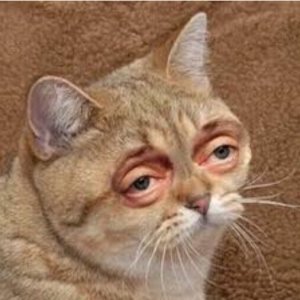 meme-template.jpeg meme-template.jpeg