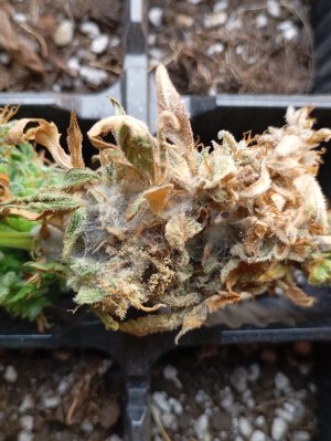 1000491579.jpg 1000491579.jpg