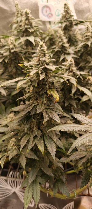 IMG_20250704_190043_191.jpg IMG_20250704_190043_191.jpg