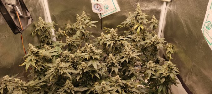 IMG_20250704_190037_413.jpg IMG_20250704_190037_413.jpg