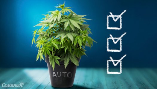 preimyshestva-virashivaniya-avtocvetov__k2jcPS8anzywOtKO.jpg preimyshestva-virashivaniya-avtocvetov__k2jcPS8anzywOtKO.jpg