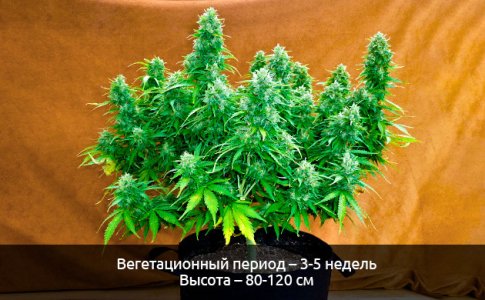 Kompaktnye-razmery-kustov__vHRm8oEAJYgLWioi.jpg Kompaktnye-razmery-kustov__vHRm8oEAJYgLWioi.jpg