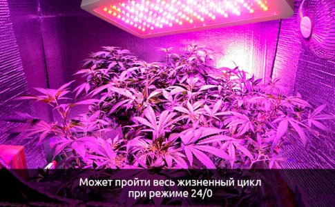 Ne-nuzhdayutsya-v-polnoj-temnote__pkCwDuRflGLdEOuk.jpg Ne-nuzhdayutsya-v-polnoj-temnote__pkCwDuRflGLdEOuk.jpg