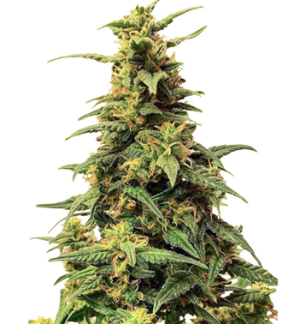 1751805503910.png 1751805503910.png