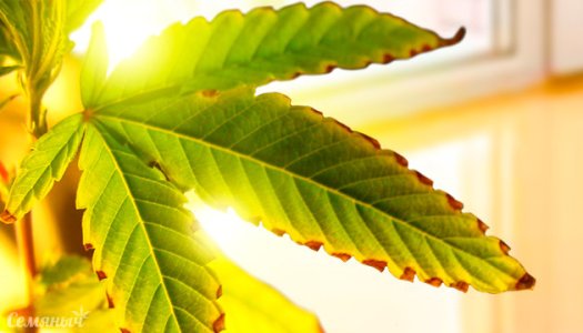 perezaliv-pochemu-u-konopli-sohnut-listya__E28xt5s9FgkgYxsB.jpg perezaliv-pochemu-u-konopli-sohnut-listya__E28xt5s9FgkgYxsB.jpg