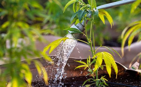 Nepravilnyj-polivp__0mkFFC2zsxShkjaU.jpg Nepravilnyj-polivp__0mkFFC2zsxShkjaU.jpg