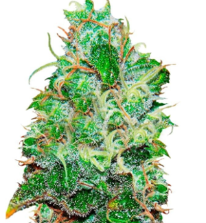 1751893773107.png 1751893773107.png