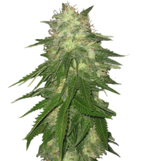 1751893788745.png 1751893788745.png