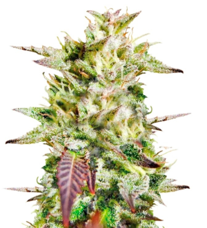 1752077120232.png 1752077120232.png