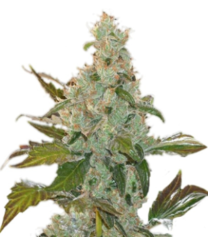 1752319173637.png 1752319173637.png