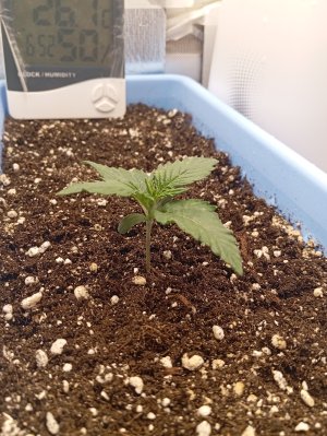 8 дн (3).jpg 8 дн (3).jpg