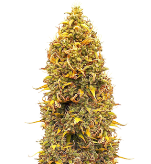 1752590309824.png 1752590309824.png