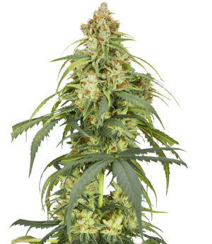 1752591105067.png 1752591105067.png