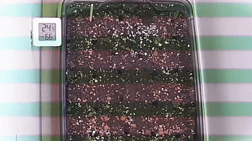 lv_0_20250715174931 (1).gif