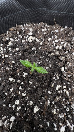 IMG_4101.jpeg IMG_4101.jpeg