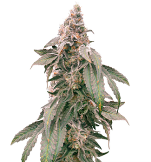 1752843606709.png 1752843606709.png