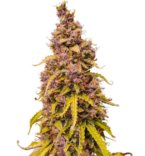 1752843655631.png 1752843655631.png