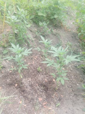 IMG_20250719_062545_733.jpg IMG_20250719_062545_733.jpg