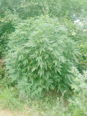 IMG_20250719_062432_650.jpg IMG_20250719_062432_650.jpg