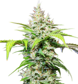 1752935976787.png 1752935976787.png