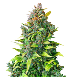 1753015865899.png 1753015865899.png