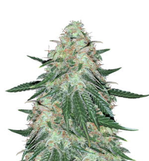 1753089957899.png 1753089957899.png