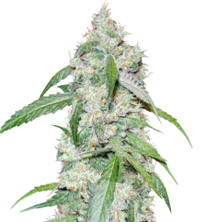 1753095854993.png 1753095854993.png