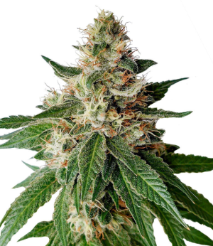 1753113376669.png 1753113376669.png