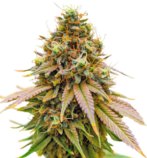 1753195492730.png 1753195492730.png