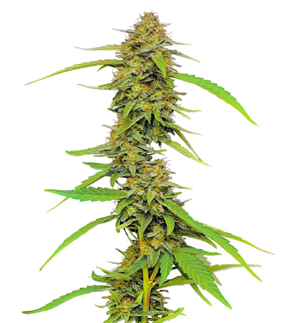 1753195501677.png 1753195501677.png